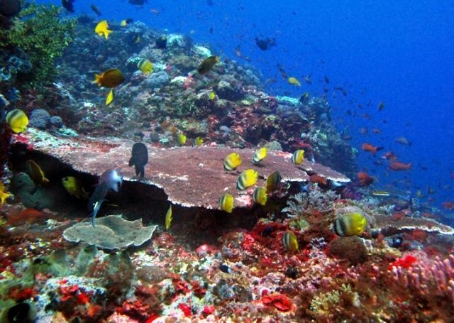 Click to enlarge image Southwest_Lombok_Diving_at_the_Gilis_2.jpg